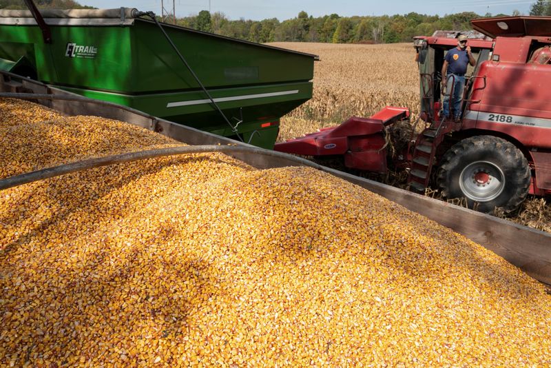 Exportação de milho do Brasil deve ganhar ritmo com colheita, diz Pátria AgroNegócios